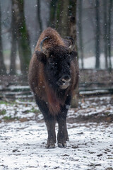 European bison  - obrazy, fototapety, plakaty