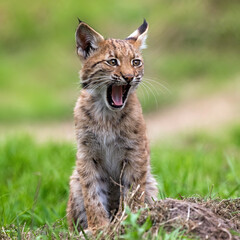 Naklejka na ściany i meble baby lynx