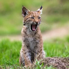 Deurstickers baby lynx © fotografie4you.eu