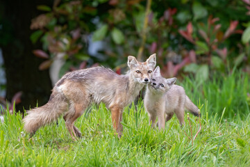 corsac fox with baby 