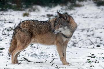 european grey wolf in the snow