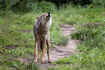 howling grey wolf