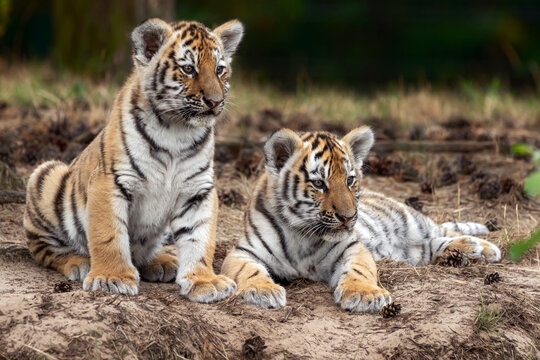 siberian tibers cub