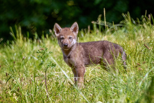 gray wolf puppy
