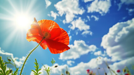 Fototapeta na wymiar Close up of red poppy flower against blue sky background. Spring landscape concept. Generative AI