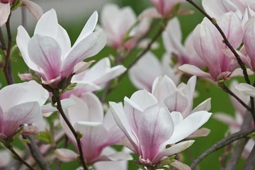 Foto op Canvas The flowers of a white and pink magnolia close-up on a branch against a background of grass. Sulanja magnolia in bloom © tillottama