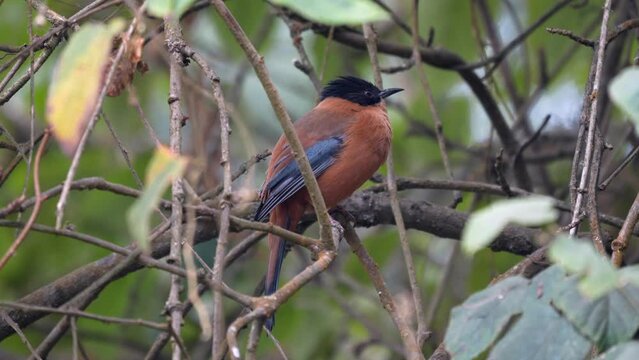 A Rufous Sibia perched in the canopy of a tree in the jungle.