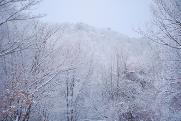 대한민국 한국의 눈덮인 나무가 가득한 숲의 상고대와 눈꽃이 만연한 겨울 설산의 풍경