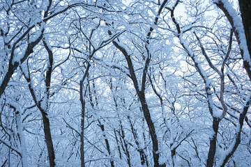 대한민국 한국의 눈덮인 나무가 가득한 숲의 상고대와 눈꽃이 만연한 겨울 설산의 풍경