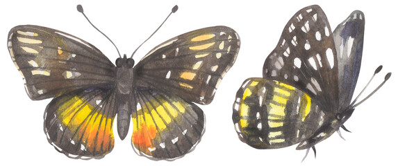 Bordered Patch Butterfly. Watercolor hand drawing painted illustration.