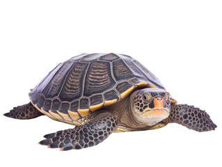 Obraz premium Turtle isolated on white background