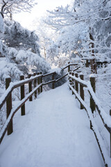 대한민국 한국의 눈덮인 나무가 가득한 숲의 상고대와 눈꽃이 만연한 겨울 설산의 풍경