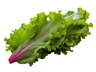 Turnip Greens isolated on white background