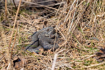Viper snake on the ground