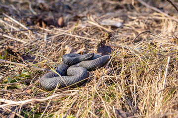 Viper snake on the ground