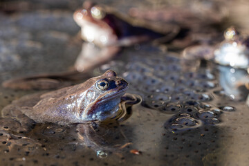 The frog and spawn in the pond, springtime
