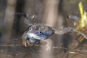 The frog in the pond