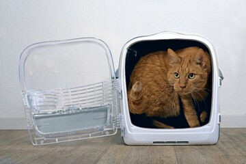 Obraz premium Ginger cat looking anxiously out from a open pet carrier.
