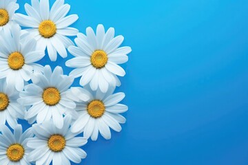 White daisies on a light blue. The flowers are arranged side, empty space left on the other side.