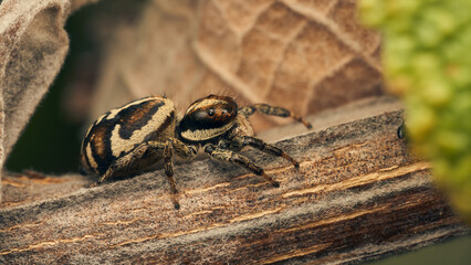 A brown jumping spider perching on a branch.