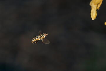 Details of a flying yellow hoverfly