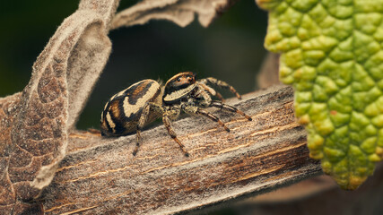 A brown jumping spider perching on a branch.
