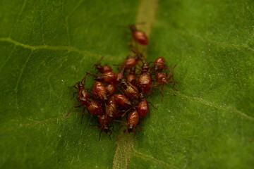 Small newborn insects colored board on green leaf