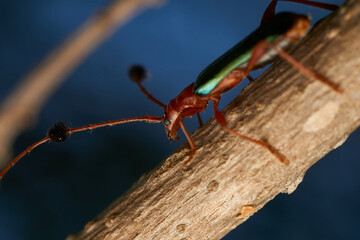 Insect known as guitar eater perched on a brown branch (Compsocerus violaceus)