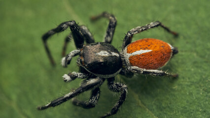 An orange and black Jumper Spider perched on a green leaf