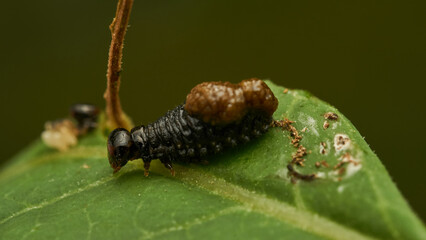 Little black caterpillar walking on green leaf