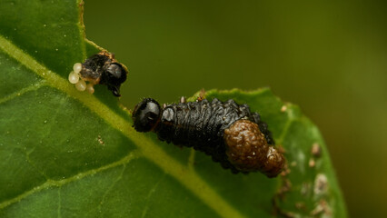 Little black caterpillar walking on green leaf