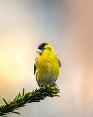 Obraz premium Closeup shot of a male Eurasian siskin perched on a tree branch