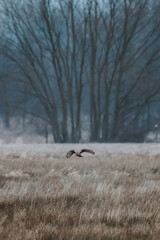 Female hen harrier flying low over a grassy field