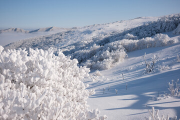 Fototapeta na wymiar 대한민국 한국의 눈덮인 나무가 가득한 숲의 상고대와 눈꽃이 만연한 겨울 설산의 풍경