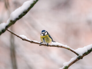 Fototapeta premium Eurasian blue tit perched on a snowy tree branch