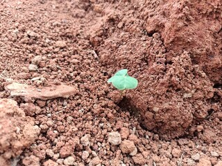 A Petite Green Plant Thriving Amidst Earthy Ground