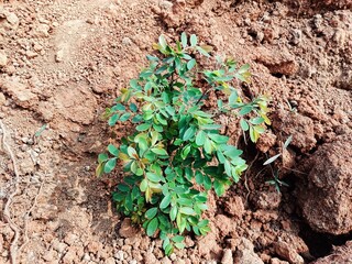 A Petite Green Plant Thriving Amidst Earthy Ground