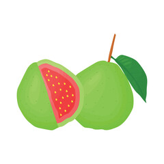 guava illustration