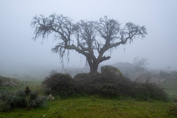 Fototapeta na wymiar A old oak tree growing wild in the bush between granite stones on a foggy day. Mountains of Extremadura. A true landscape