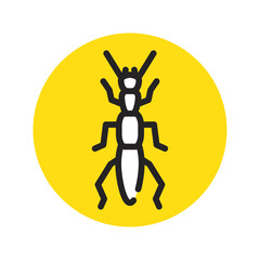 アオバアリガタハネカクシ