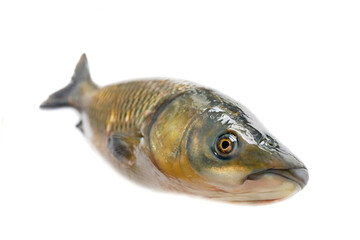 white grass carp isolated on a white background