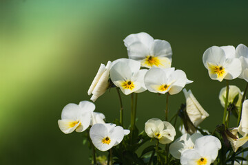 Pansies at springtime on blurred background, cute little flower, viola