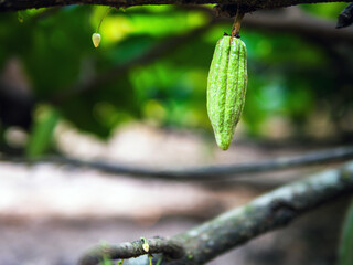 Green small Cocoa pods branch with young fruit and blooming cocoa flowers grow on trees.
