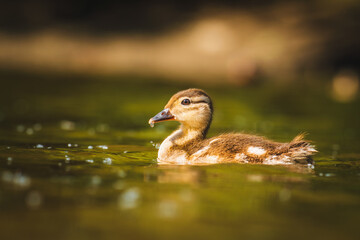 Cute duckling enjoys the day. Little mandarin duck. Baby duck