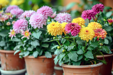 Fototapeta na wymiar Potted Flowers. Vibrant Flowers Adding Brightness to the Atmosphere of Gardens or Balconies.
