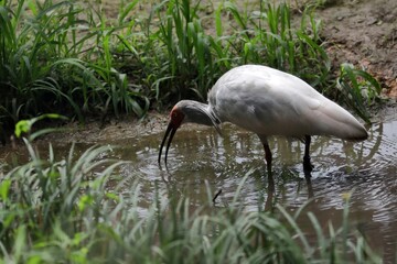 水場でエサを探すトキ