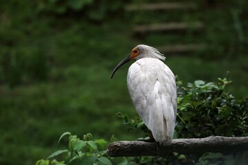 木の上で休むトキ