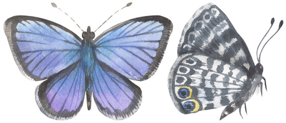 Cassius Blue Butterfly. Watercolor hand drawing painted illustration.