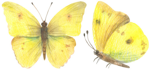Clouded Sulphur Butterfly. Watercolor hand drawing painted illustration.