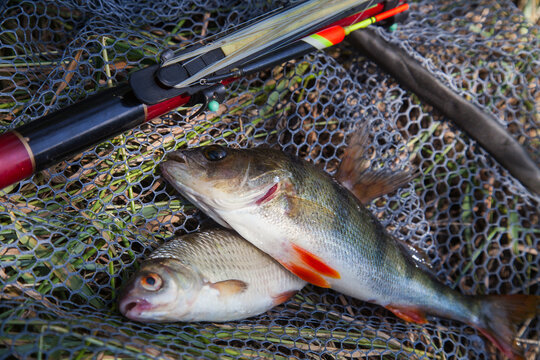 Common perch or European perch (Perca Fluviatilis) and common roach (Rutilus Rutilus) with float rod on black fishing net..